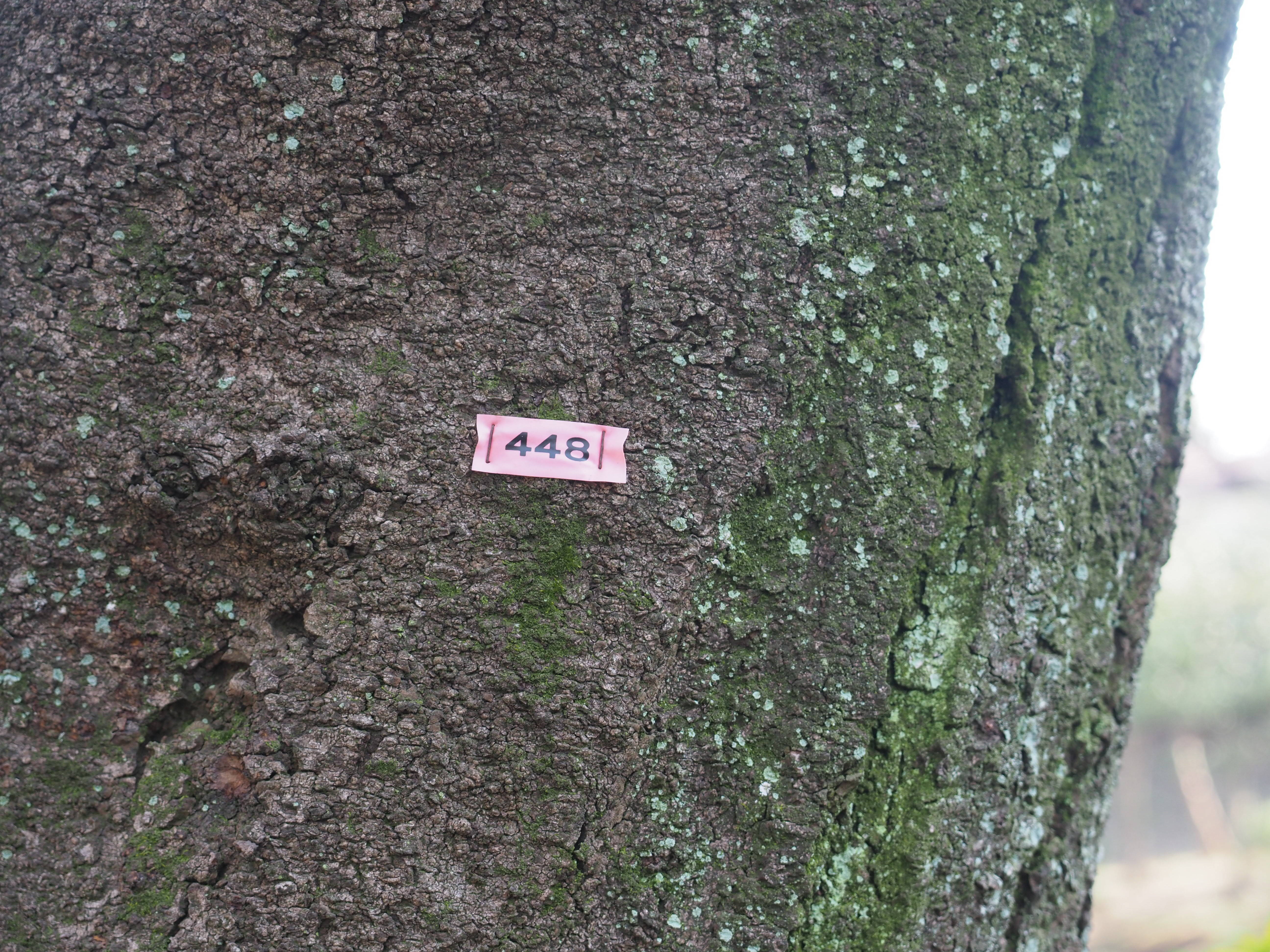三ツ沢公園桜開花情報【3月5日号】の写真