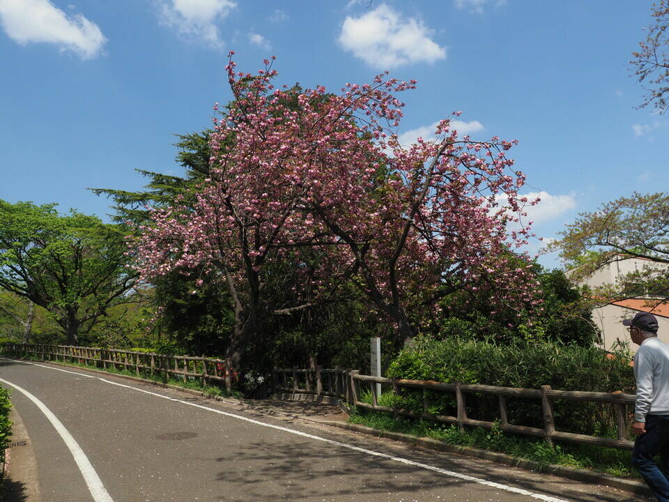 季節の花々(24)八重桜の写真