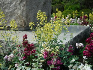 ハボタンの花が咲きました