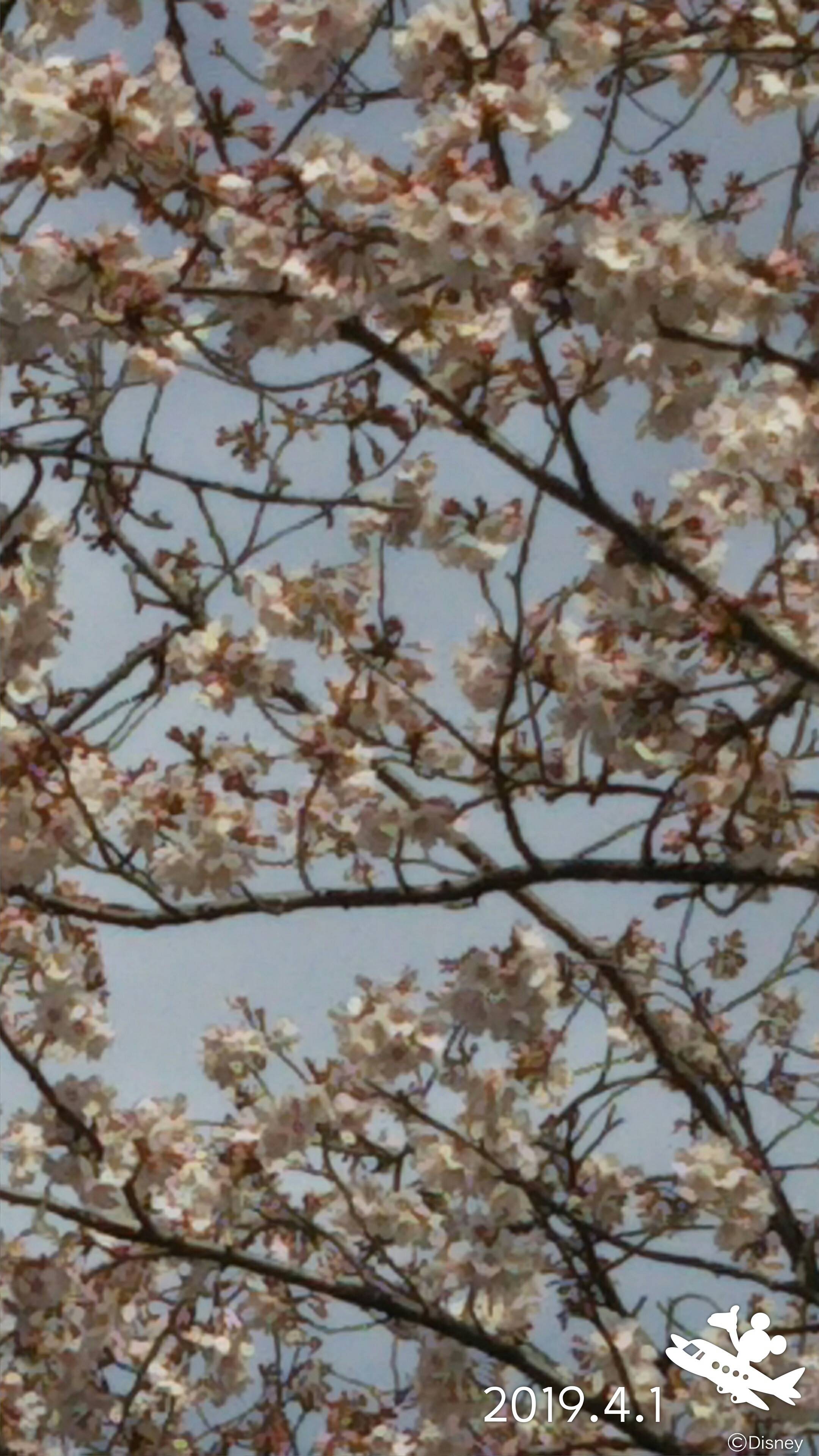 三ツ沢公園桜開花情報【4月1日号】の写真