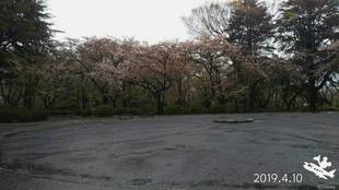 三ツ沢公園桜開花情報【4月10日号】