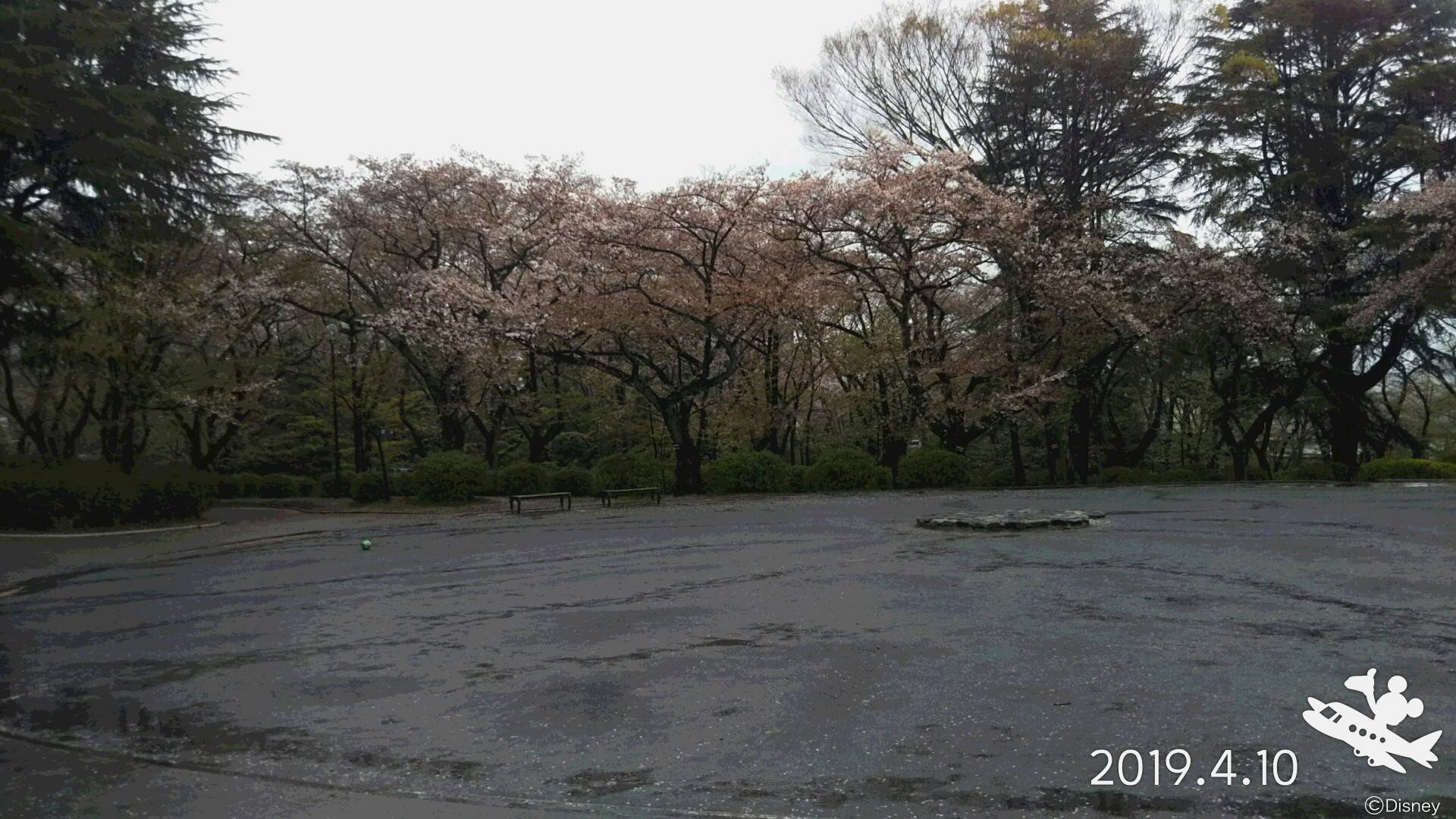 三ツ沢公園桜開花情報【4月10日号】の写真