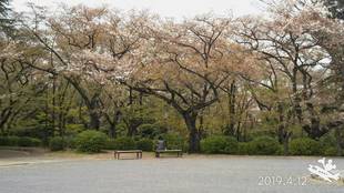三ツ沢公園桜開花情報【4月12日号】