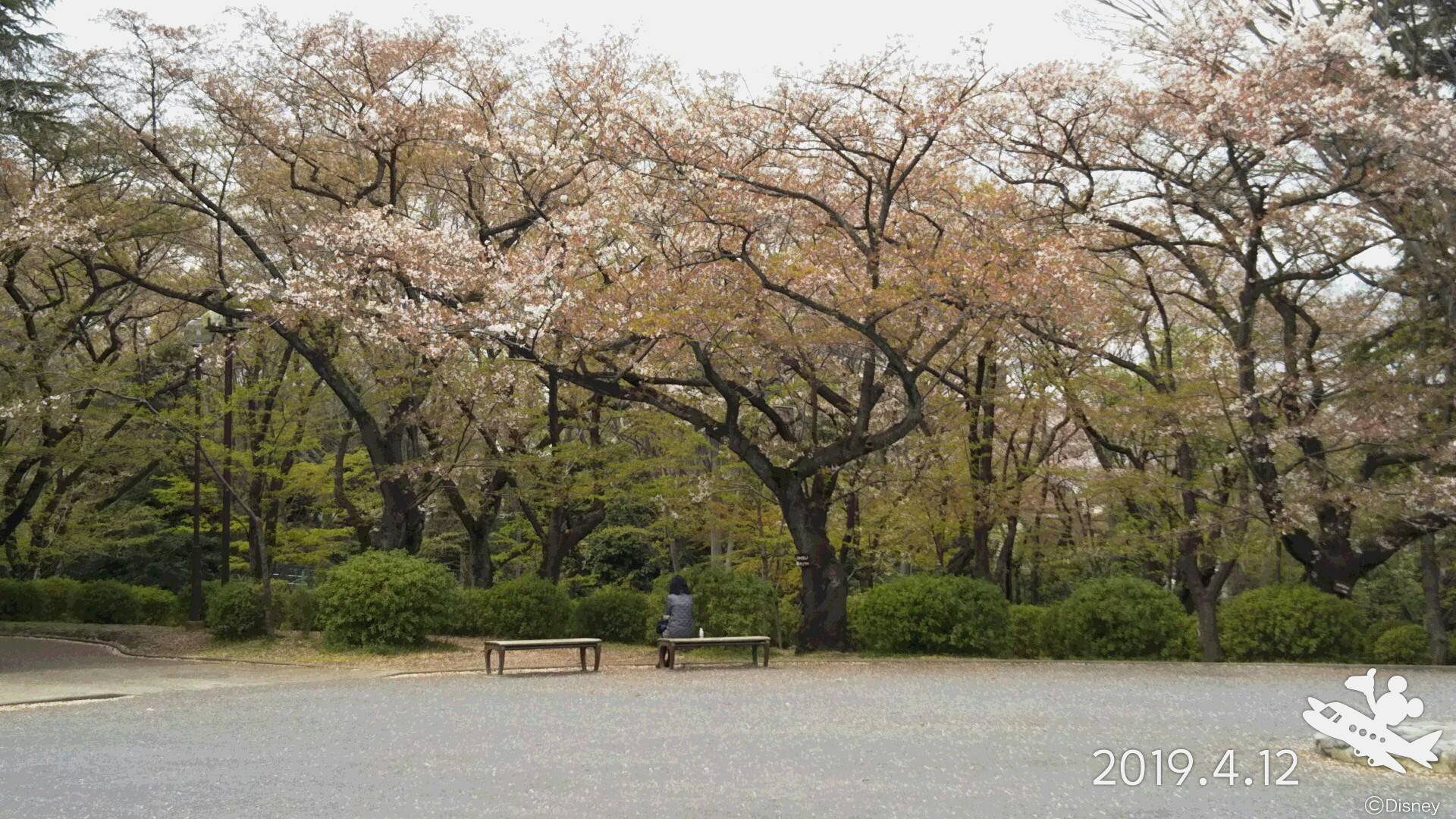 三ツ沢公園桜開花情報【4月12日号】の写真