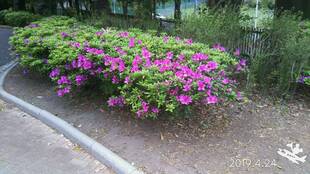 季節の花々（26）ツツジ