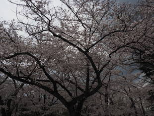 三ツ沢公園桜開花情報【4月2日号】