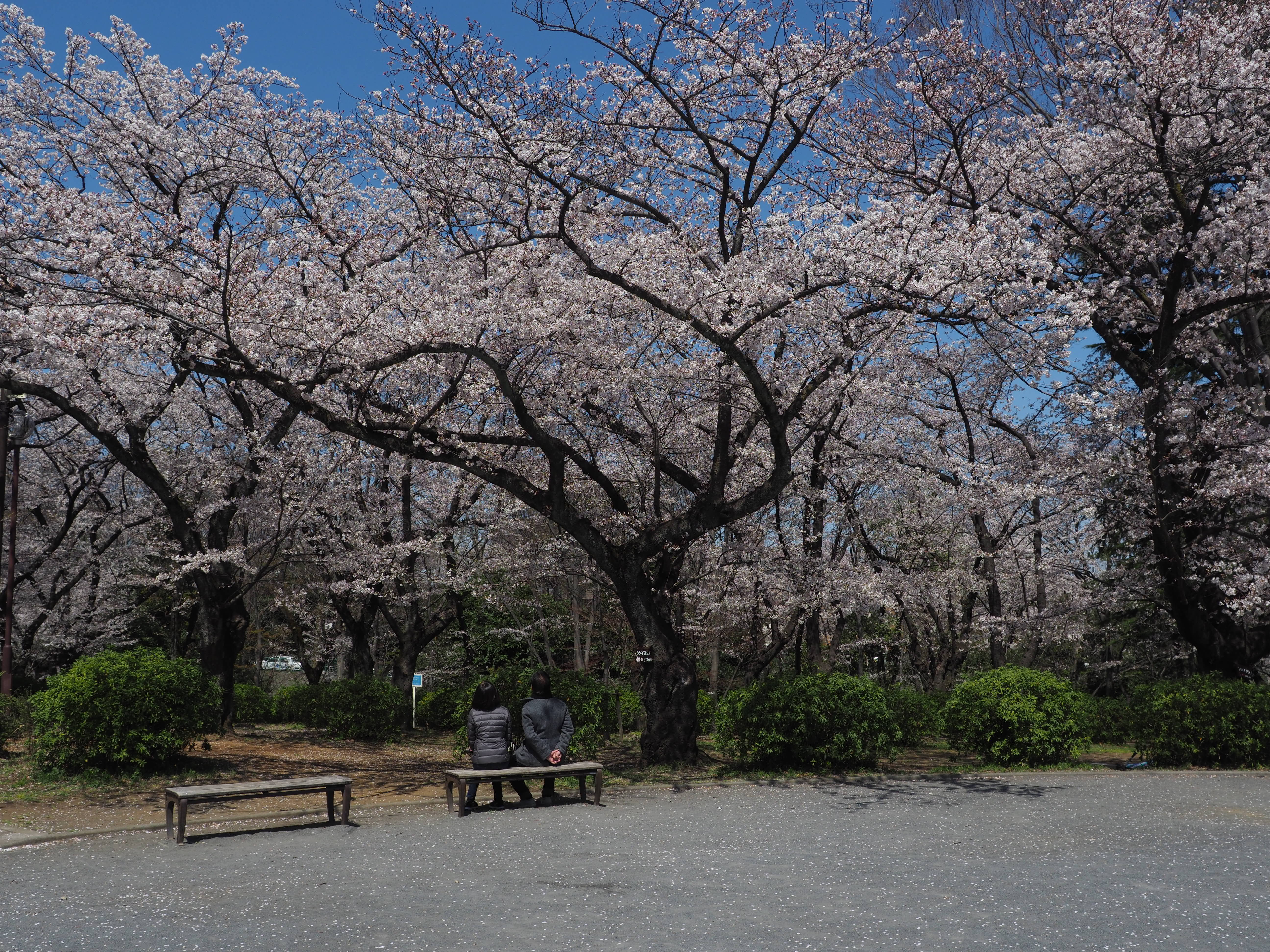 三ツ沢公園桜開花情報【4月3日号】の写真