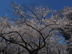 三ツ沢公園桜開花情報【4月4日号】