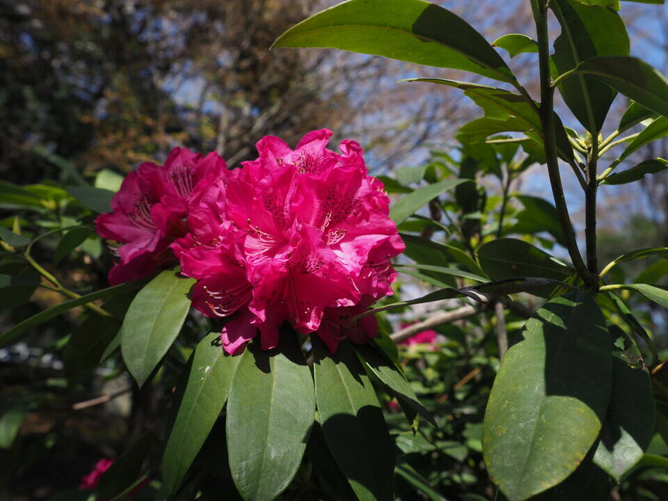 季節の花々 23 シャクナゲ ブログ 三ツ沢公園公式サイト 公益財団法人 横浜市緑の協会