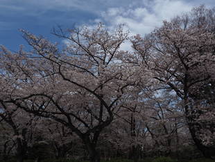 三ツ沢公園桜開花情報【4月5日号】