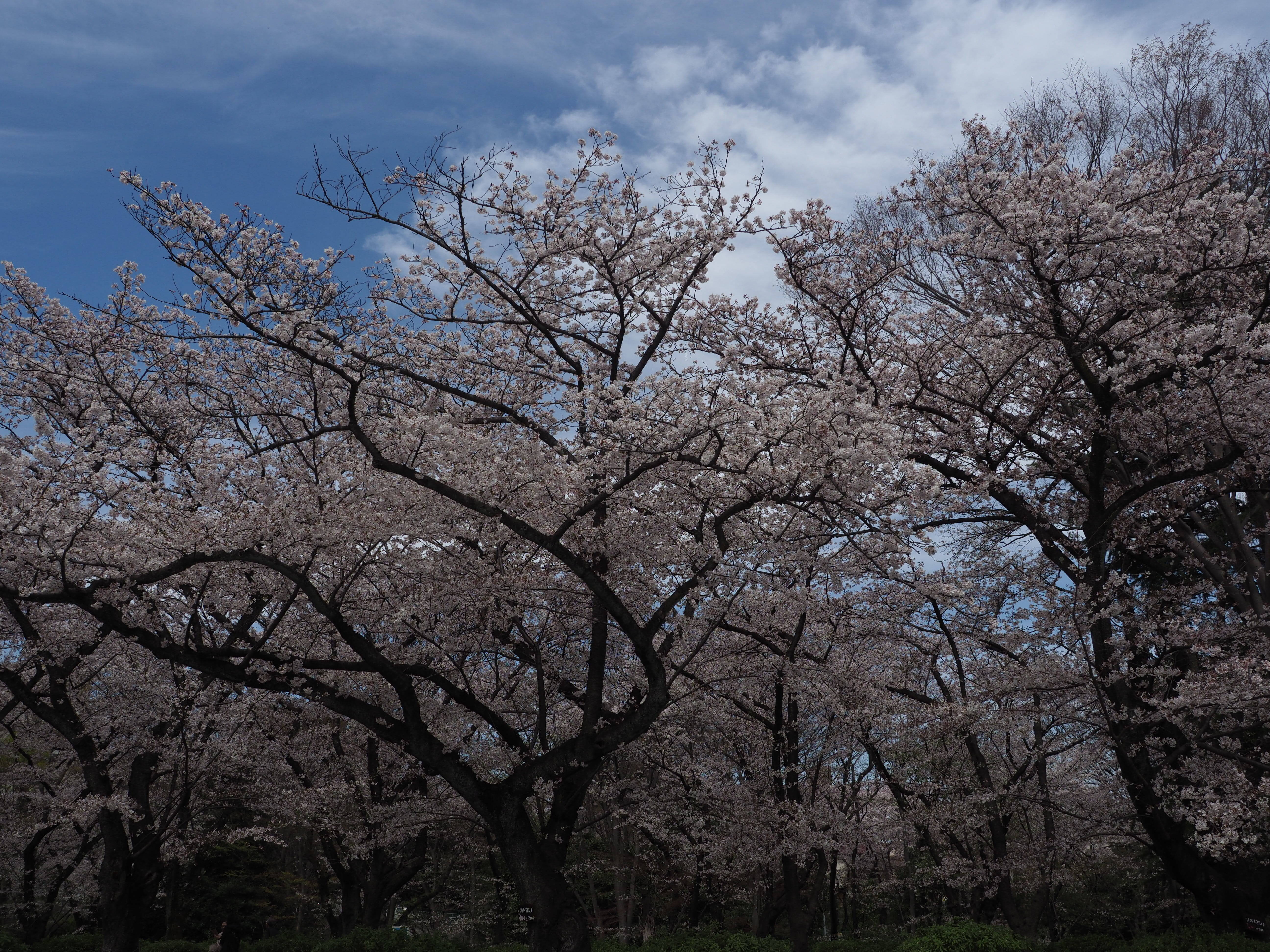 三ツ沢公園桜開花情報【4月5日号】の写真