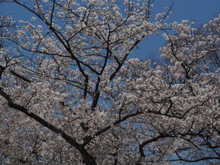 三ツ沢公園桜開花情報【4月6日号】