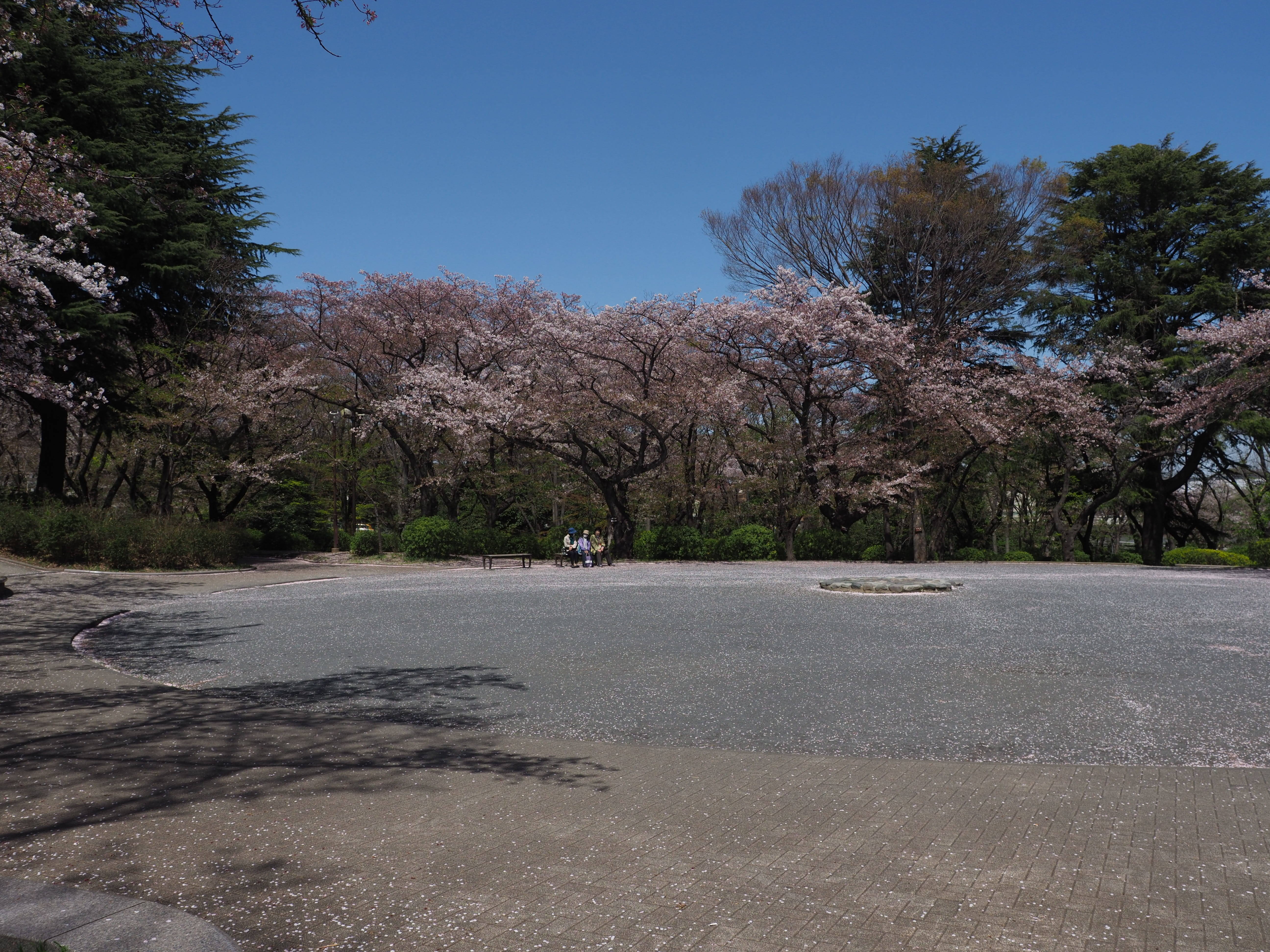 三ツ沢公園桜開花情報【4月9日号】の写真