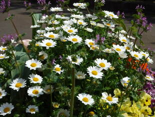 季節の花々（25）ノースポール