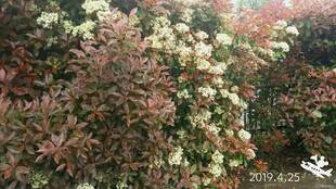 季節の樹木（27）カナメモチ