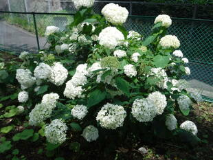 本日のアジサイ園です