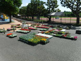 夏苗が入荷しました