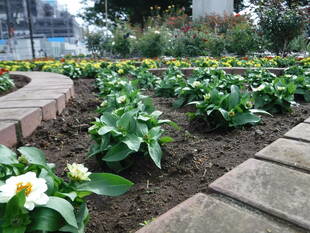 ロータリー花壇を植え替えました。