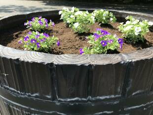 主園路入口側プランターに横浜FCチームカラーの花苗を植えました