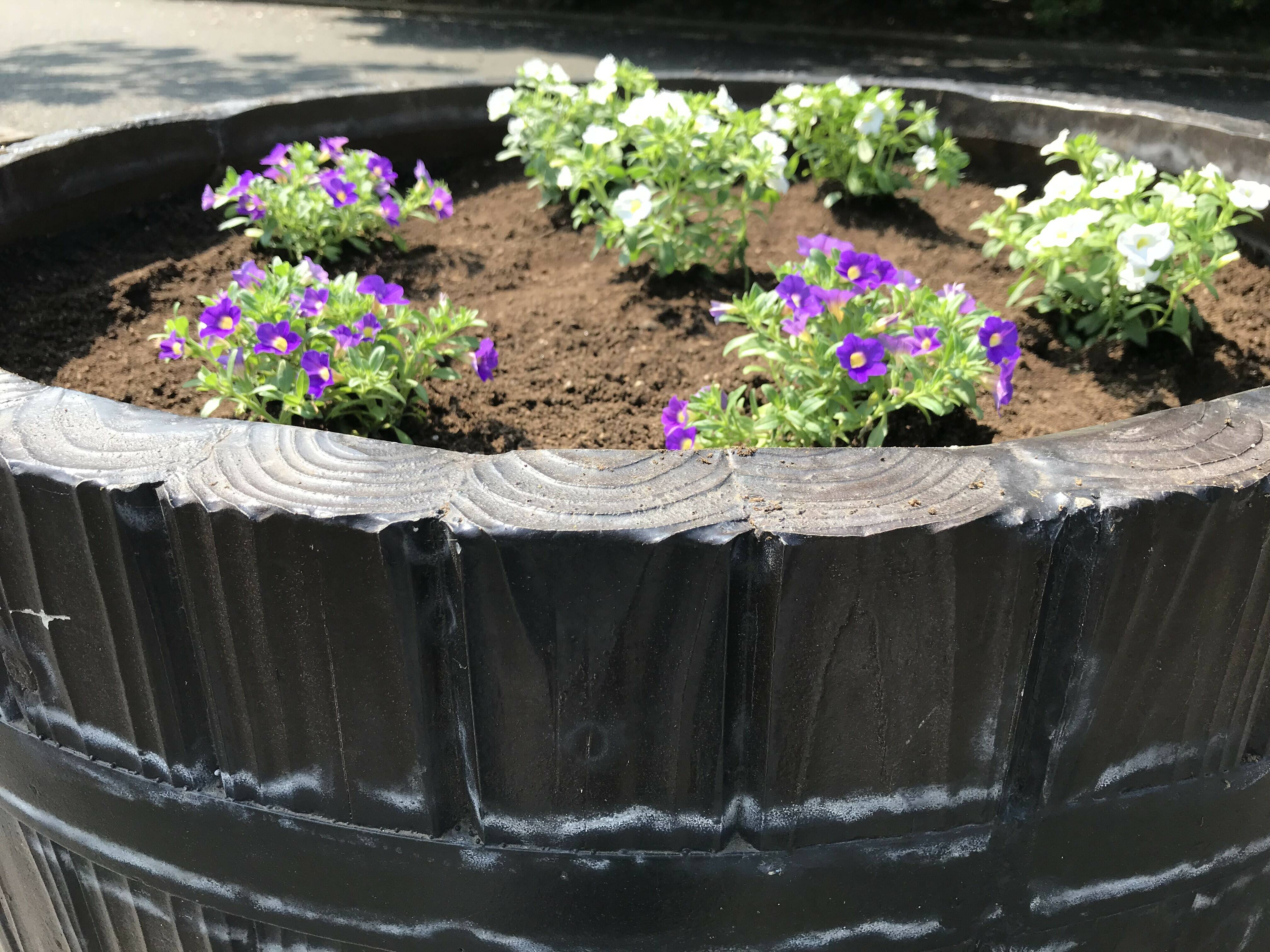 主園路入口側プランターに横浜FCチームカラーの花苗を植えましたの写真