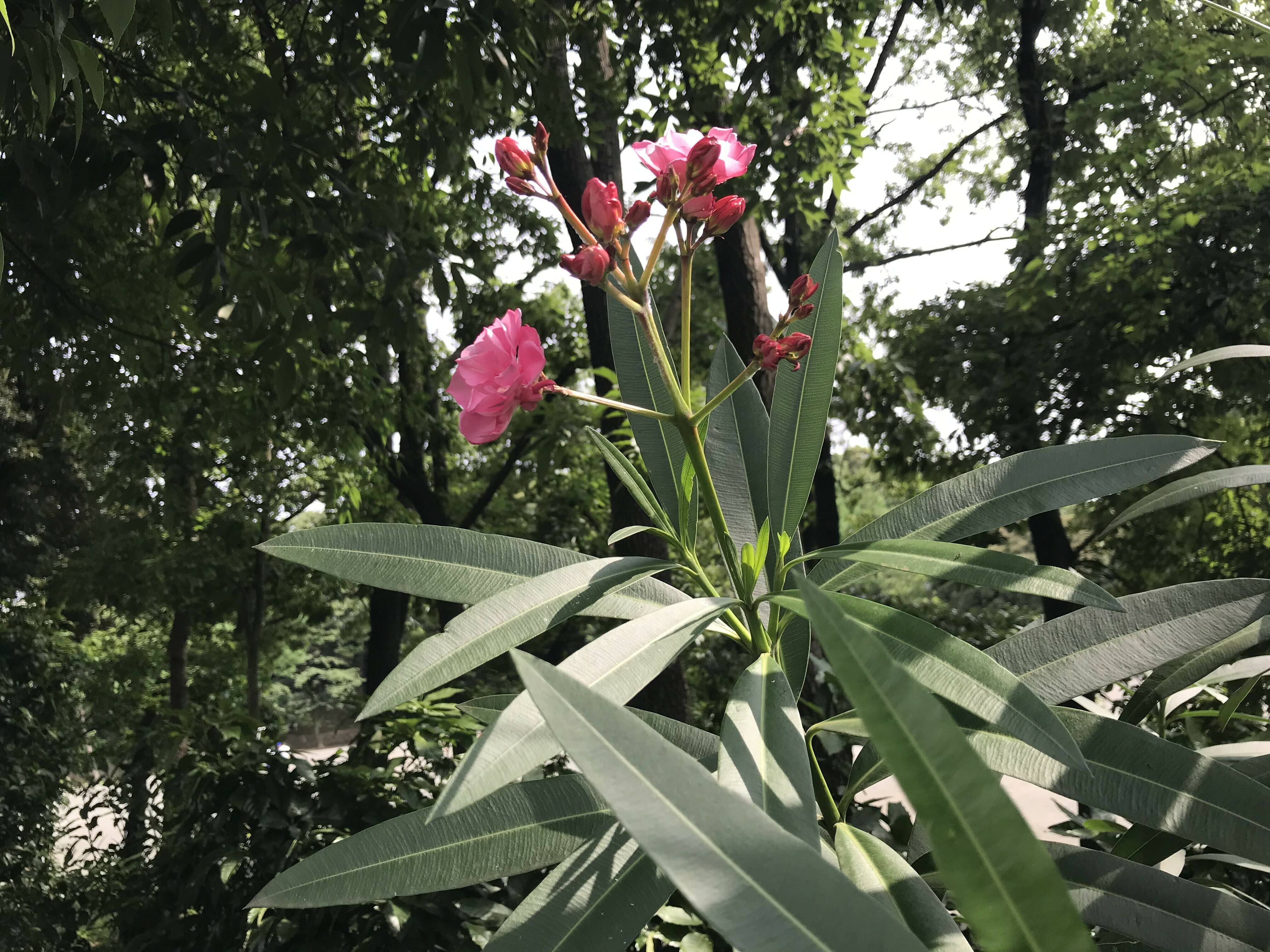 夾竹桃の花が咲いております。の写真