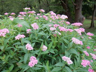 夏の花が咲いております