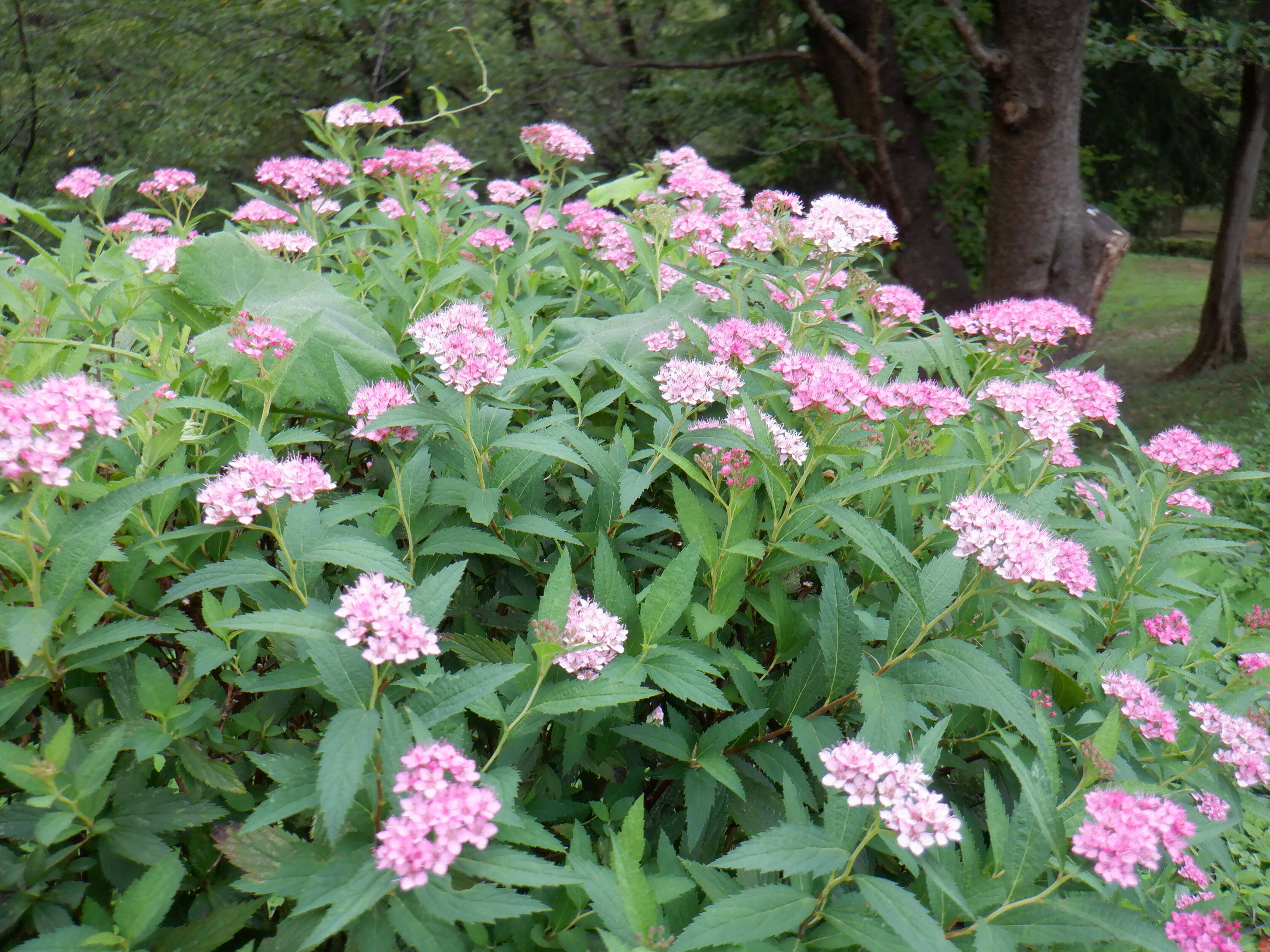 夏の花が咲いておりますの写真