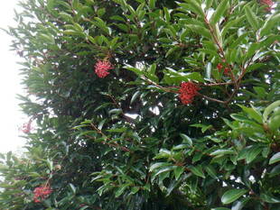 サンゴジュの樹に実がなっています