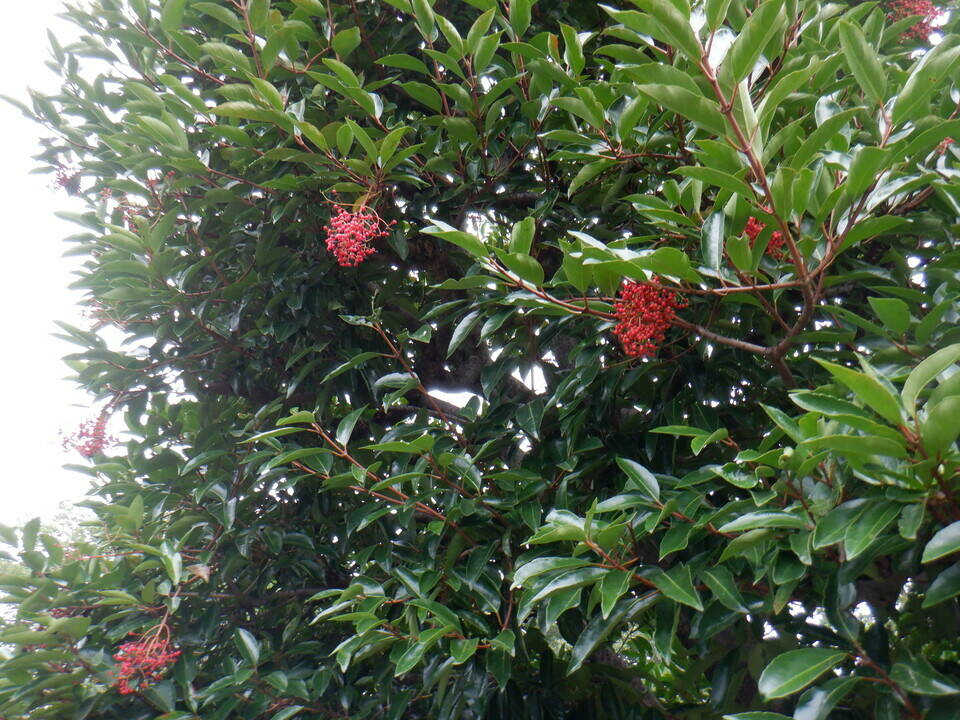 サンゴジュの樹に実がなっていますの写真