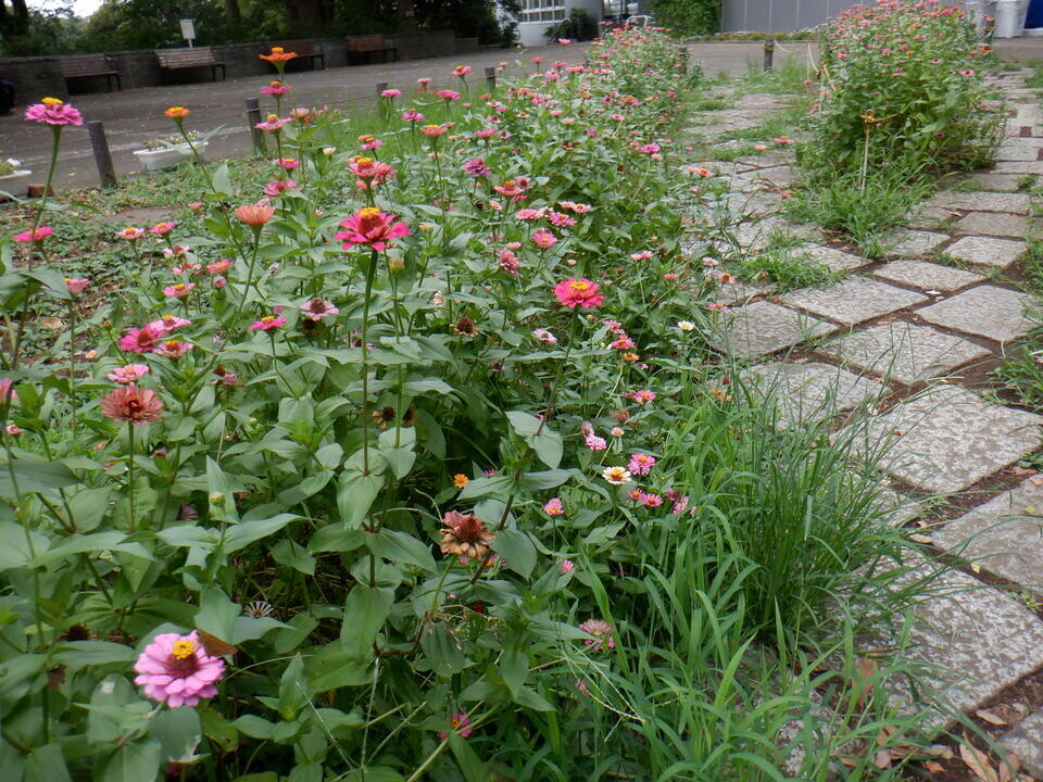 百日草が咲いていますの写真