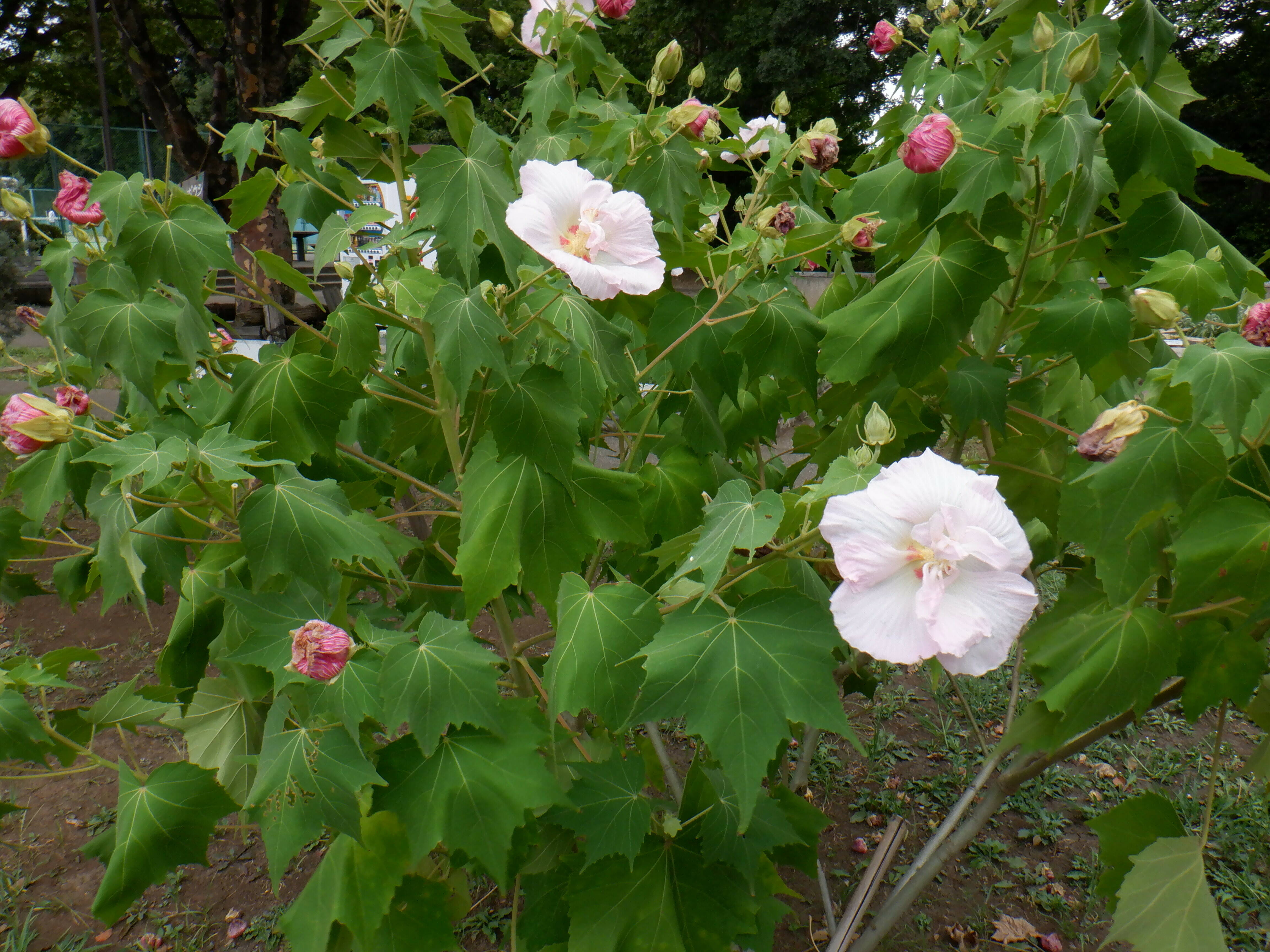 酔芙蓉が咲いていますの写真