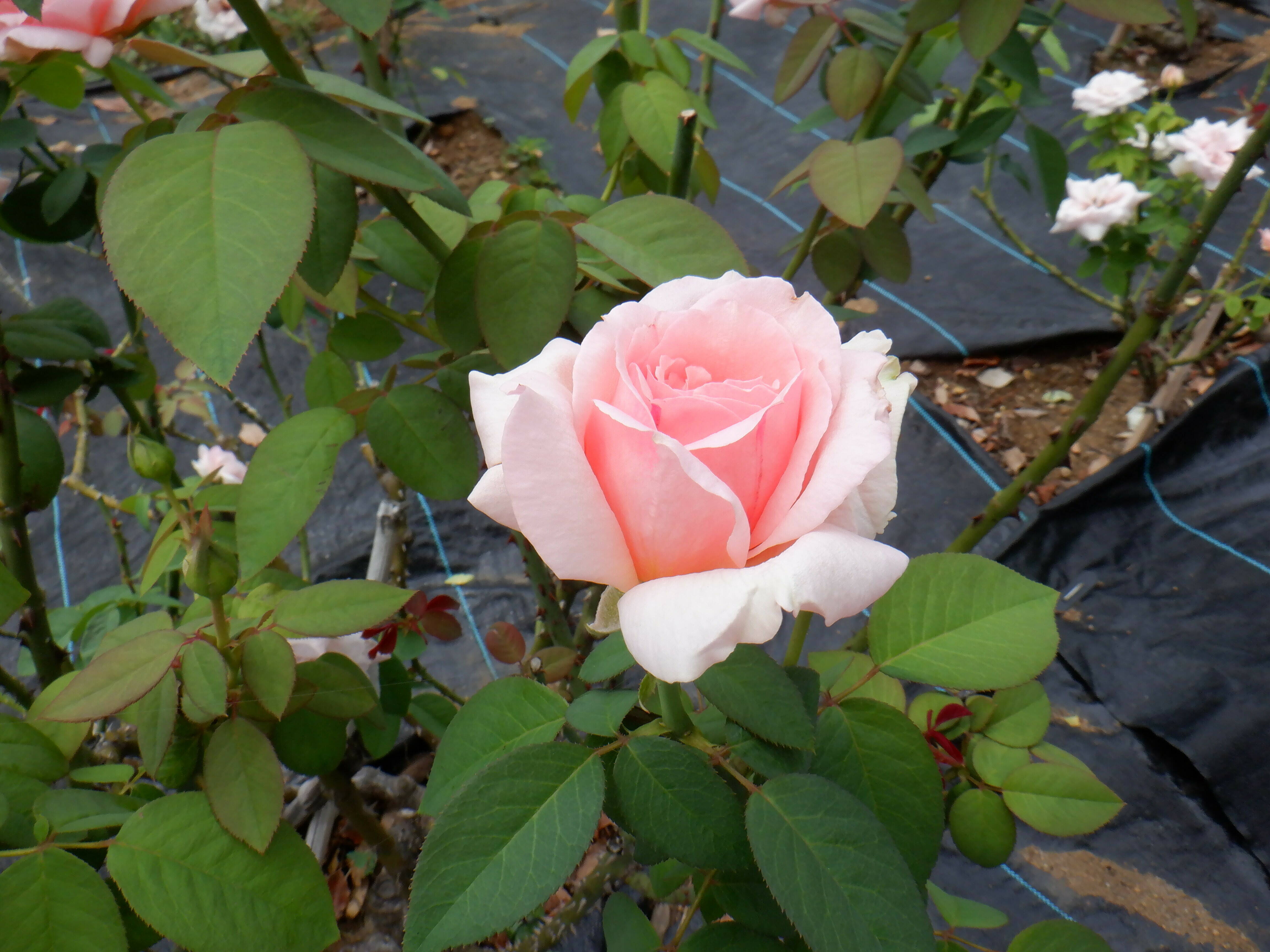 バラが咲いています（花壇広場）の写真