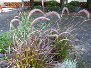 ペニセタム パープルファウンテングラスの花穂が見ごろです