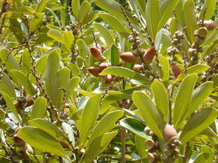マテバシイの実(ドングリ)が茶色く色づいてきました