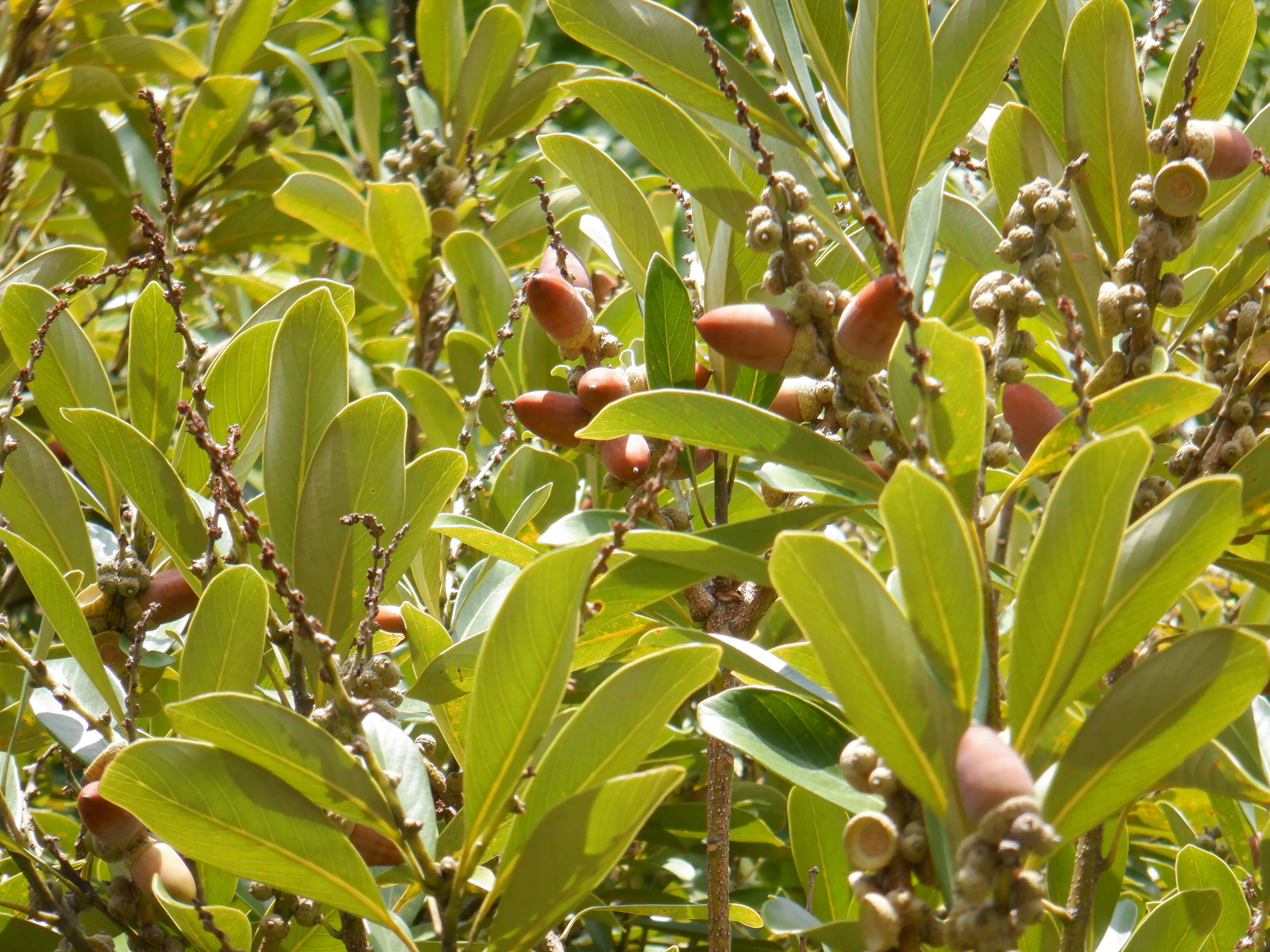 マテバシイの実（ドングリ）が茶色く色づいてきましたの写真