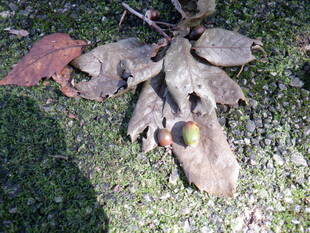 コナラの木の実(ドングリ)が落ちはじめました