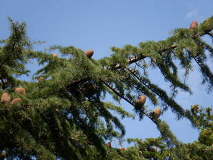 ヒマラヤ杉に大きな松ぼっくりが付いてます