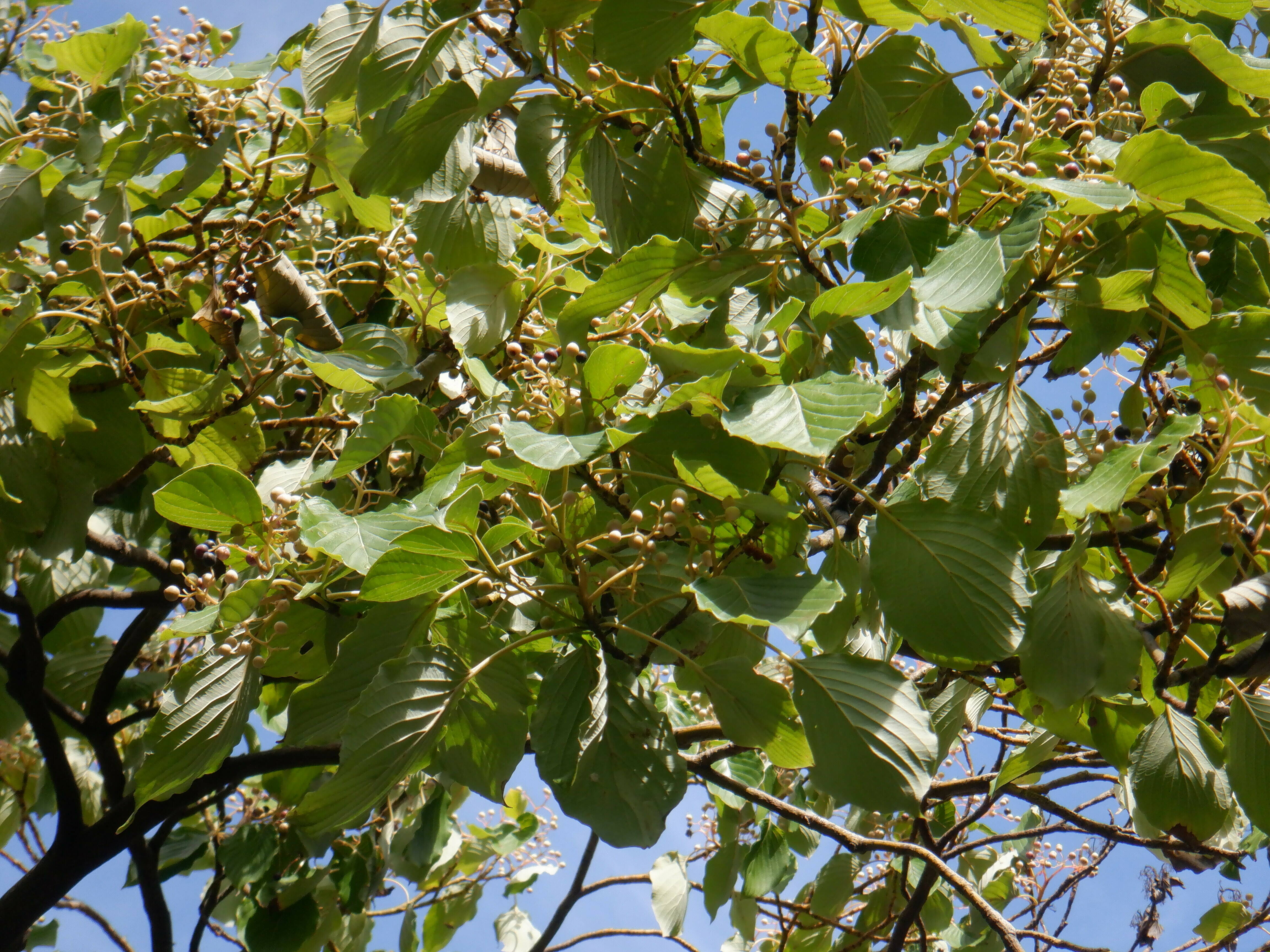 ミズキの木に実がついていますの写真