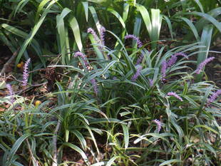 ヤブランが咲いています