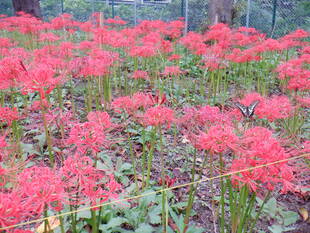 ヒガンバナが咲いております