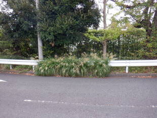 ススキが花穂をつけ始めました