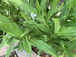 ホワイトジンジャーが咲いています