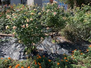 ロータリー花壇のバラが見ごろです