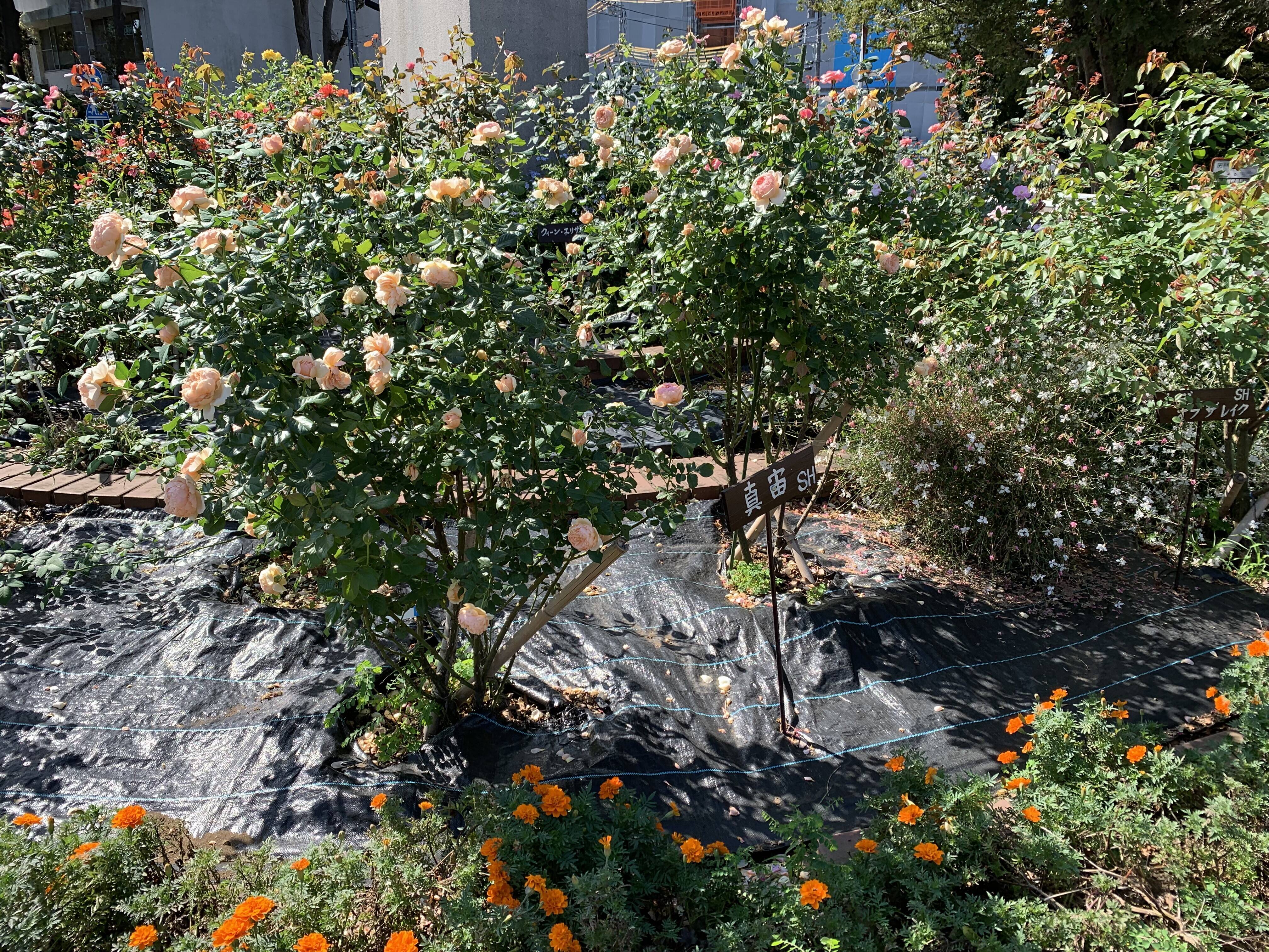 ロータリー花壇のバラが見ごろですの写真