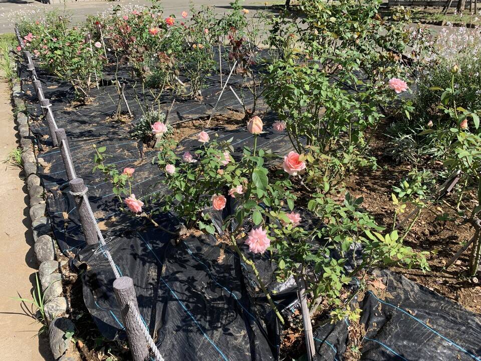 花壇広場のバラが見ごろですの写真