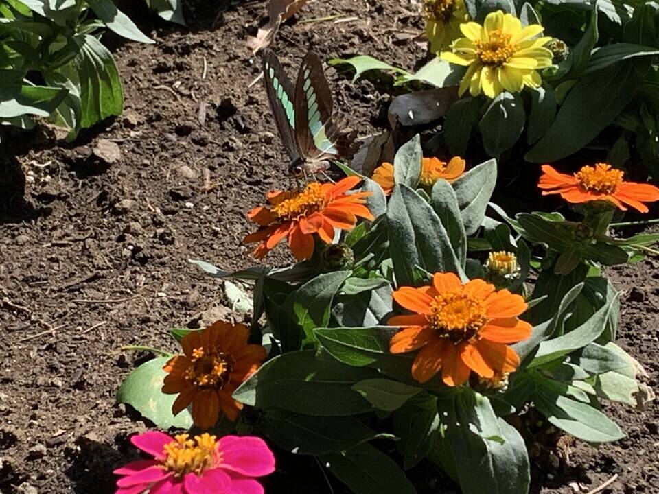 第三レストハウス前の花壇に花苗を植えましたの写真