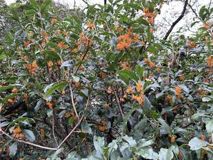 キンモクセイが咲いています