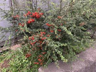 ピラカンサスの果実がたわわに実っております