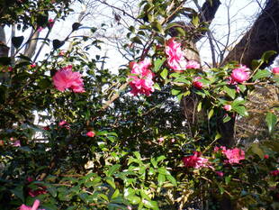 サザンカが咲いております