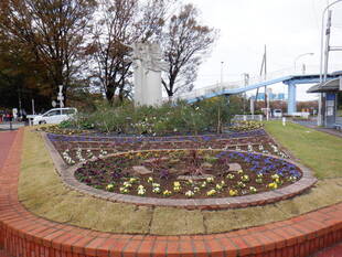 ロータリー花壇に花苗を植え替えました。